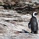 Illustration for article titled Why Do So Many Penguins Sound Just Like Donkeys? At Last We Know